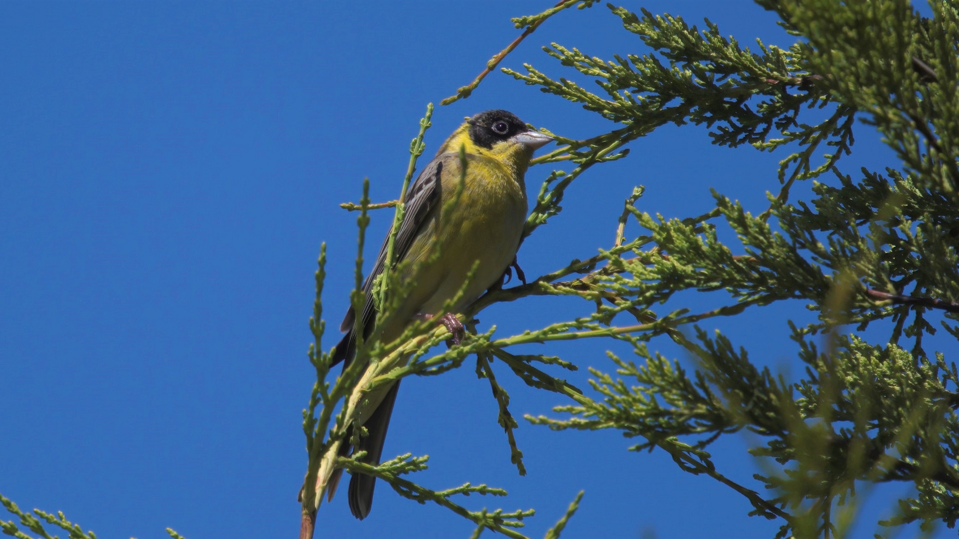 Black-headed Bunting